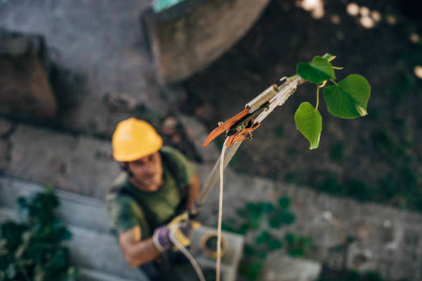 Trusted Leesport, PA Tree Removal and Landscaping Services Experts